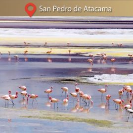 Lagunas Altiplánicas y Salar de Atacama