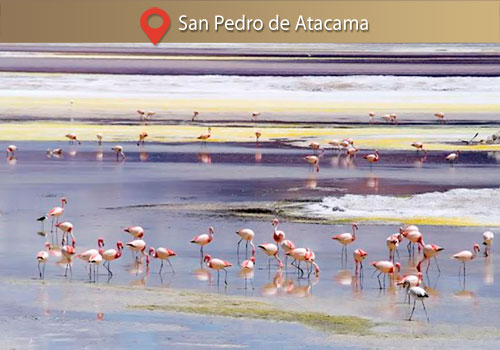 Lagunas Altiplánicas y Salar de Atacama